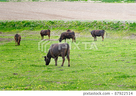北海道富良野放牧黑毛和牛 87922514