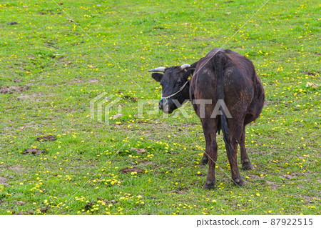 Japanese black beef grazing Furano, Hokkaido 87922515