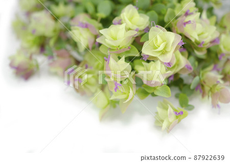 Image of oregano 87922639