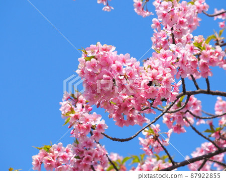 Blue sky and full bloom Kawazu cherry blossoms (Kawazurakura) 87922855