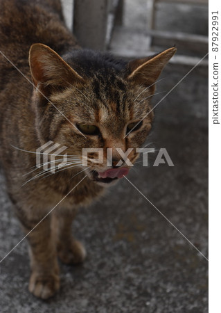 Local cat, female cat, moment to put out Local cat, female cat, moment to put out 87922991