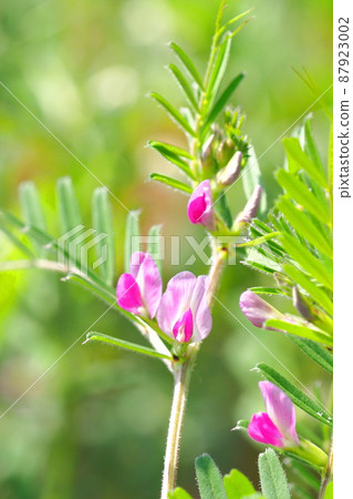 Karasuno 豌豆 (crowno pea) 或 Yake 豌豆 (Yahazu pea) 87923002