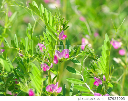 Karasuno 豌豆 (crowno pea) 或 Yake 豌豆 (Yahazu pea) Karasuno 豌豆 (crowno pea) 或 Yake 豌豆 (Yahazu pea) 87923003