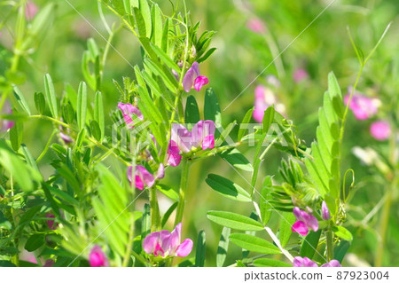 Karasuno pea (crowno pea) or Yake 豌 Bean (Yahazu pea) 87923004