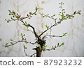 The branch of the garden plum that has begun to bloom 87923232