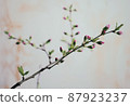 The branch of the garden plum that has begun to bloom 87923237