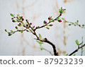 The branch of the garden plum that has begun to bloom 87923239