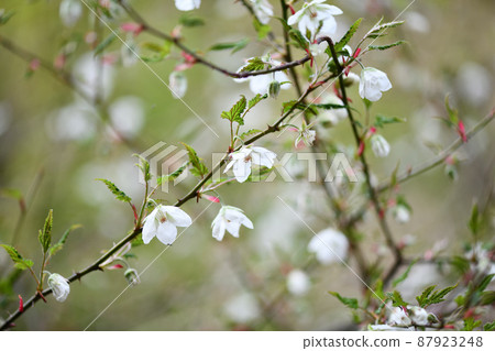 Rubus palmatus 草莓(長葉秋葉草莓)花 Rubus palmatus 草莓(長葉秋葉草莓)花 87923248