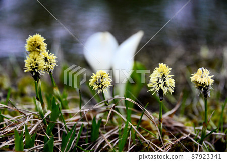 Tsugaike Nature Garden in early spring when Watasuge flowers bloom 87923341