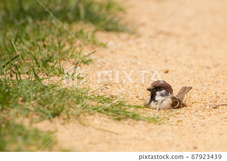 Sparrow bathing in the sand Sparrow bathing in the sand 87923439