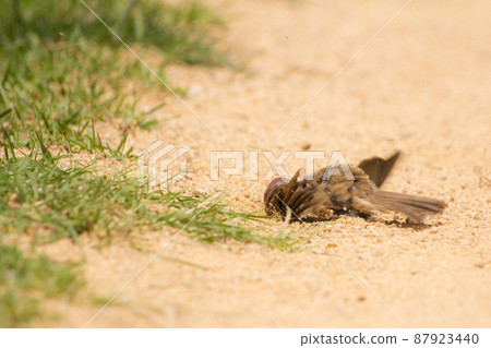 Sparrows diving in the sand in the sand bath Sparrows diving in the sand in the sand bath 87923440