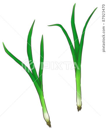 Leaf onion (1 color of line) Leaf onion (1 color of line) 87923470