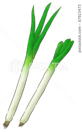 長洋蔥(1色線) 長洋蔥(1色線) 87923473