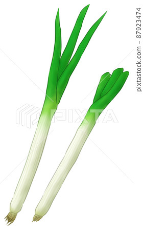 Japanese leek Japanese leek 87923474