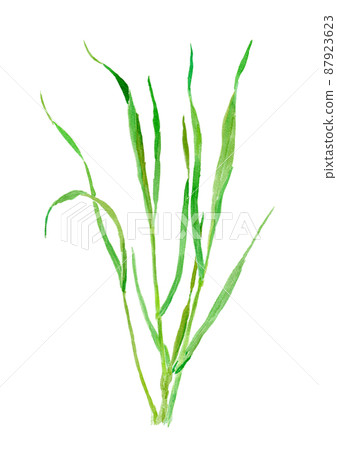 Triticum Wheatgrass watercolor illustration Triticum Wheatgrass watercolor illustration 87923623