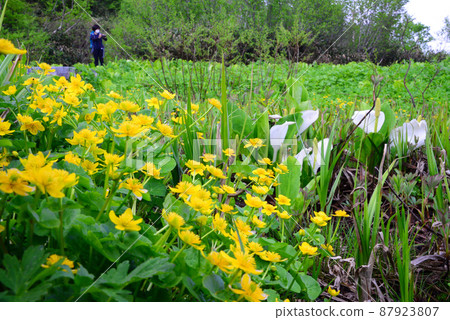 Tsugaike Nature Garden in early spring when Ryukinka flowers bloom 87923807