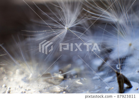 dandelion seeds with drops of water on a blue background close-up dandelion seeds with drops of water on a blue background close-up 87923811