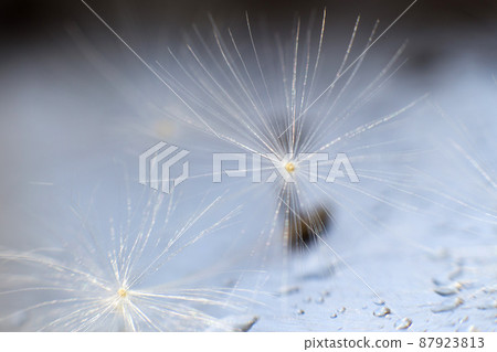a drop of water on a dandelion. dandelion on a blue background with copy space close-up a drop of water on a dandelion. dandelion on a blue background with copy space close-up 87923813