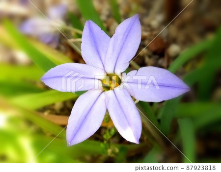 Hananilla Hananilla 87923818