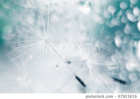 a drop of water on a dandelion. dandelion on a blue background with copy space close-up a drop of water on a dandelion. dandelion on a blue background with copy space close-up 87923819