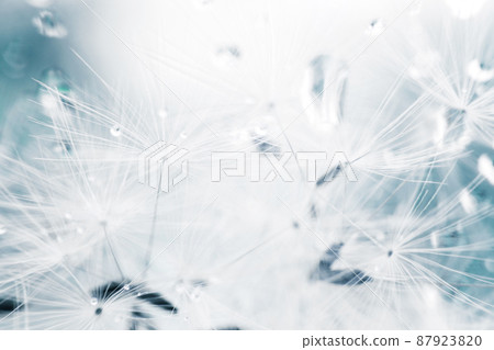 dandelion seeds with drops of water on a blue background close-up dandelion seeds with drops of water on a blue background close-up 87923820