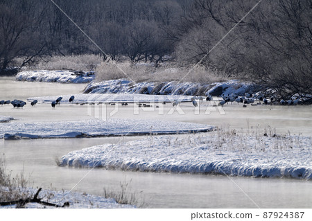 節取川丹頂鶴的棲息地 節取川丹頂鶴的棲息地 87924387