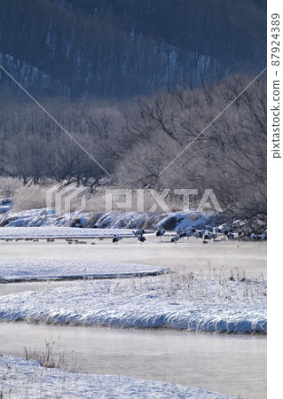 The roost of the red-crowned crane of the Setsuri River The roost of the red-crowned crane of the Setsuri River 87924389