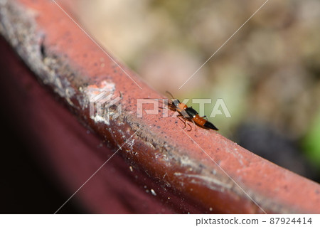 青葉有形羽閣子 87924414