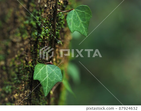 常春藤 常春藤 87924632