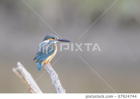 翠鳥在死樹上休息 87924744
