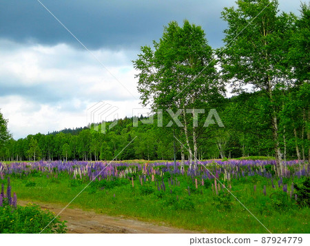 北海道舊志幌線十勝三俁站舊址,大雪山,上士幌町三俁山莊附近的羽扇豆殖民地(2) 北海道舊志幌線十勝三俁站舊址,大雪山,上士幌町三俁山莊附近的羽扇豆殖民地(2) 87924779