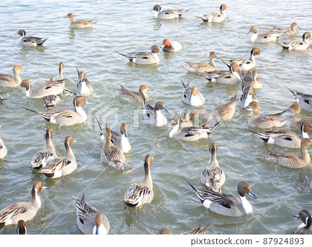 冬鳥候鳥鴨 冬鳥候鳥鴨 87924893