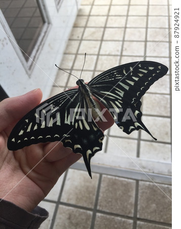 Swallowtail butterfly spreads its wings Swallowtail butterfly spreads its wings 87924921