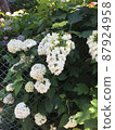 Hydrangea White flower 87924958