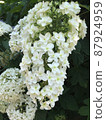 Hydrangea white grapes 87924959