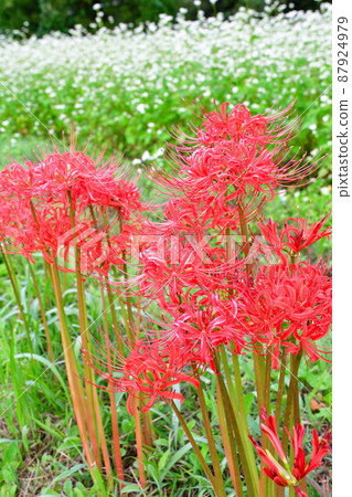 Cluster amaryllis and buckwheat flowers (Niigata Prefecture) 87924979