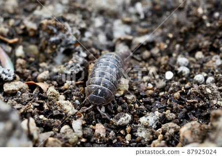 Dango rubber 87925024