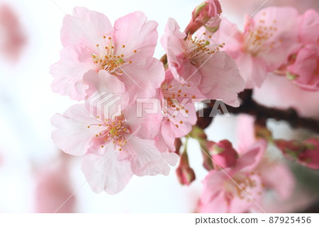 Kawazu Sakura 4736 87925456
