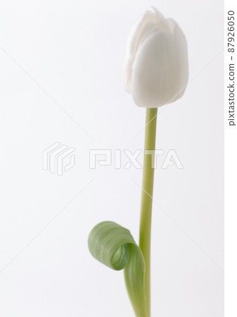 white tulip white tulip 87926050