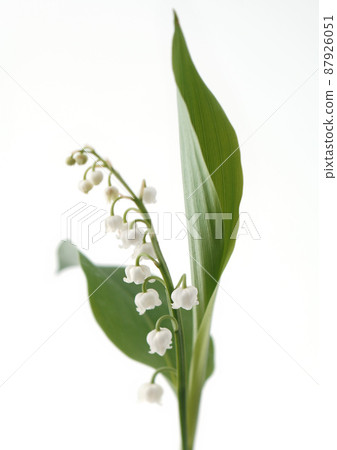 Blooming Lily-of-the-valley closeup Blooming Lily-of-the-valley closeup 87926051