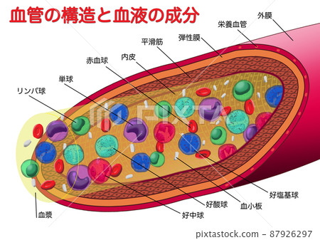 Blood vessel structure and blood components (with letters) 87926297