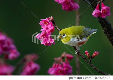 Indian White-eye perching on wild himalayan cherry branch Indian White-eye perching on wild himalayan cherry branch 87926498