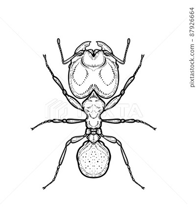 Ant. Vector illustration in graphic style isolated on white background. 87926664