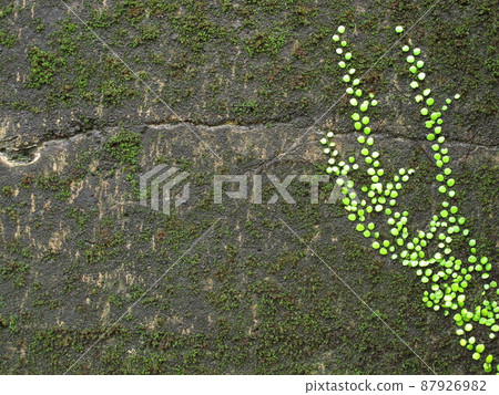 Walls and plants 87926982