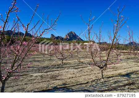 Peach blossom in Cieza La Torre in the Murcia region in Spain Peach blossom in Cieza La Torre in the Murcia region in Spain 87927195
