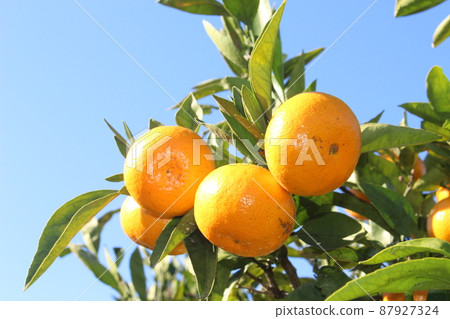 Fukuoka mandarin tree 87927324