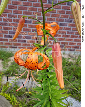 百合花 87927603