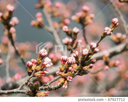 It seems that Japanese pygmy woodpecker examines the buds in the flowering situation of Yoshino cherry tree. 87927712