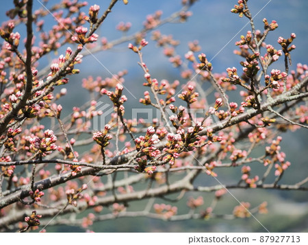 It seems that Japanese pygmy woodpecker examines the buds in the flowering situation of Yoshino cherry tree. 87927713