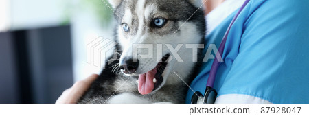 Veterinarian holding purebred dog mini husky in his arms in clinic 87928047